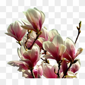 Magnolia, Tree, Flowers, Spring, Pink, Nature, Isolated - Magnolia Transparent, HD Png Download - magnolia png