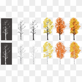My Process Of Creating An Aspen Tree I Drew - Autumn, HD Png Download - aspen tree png