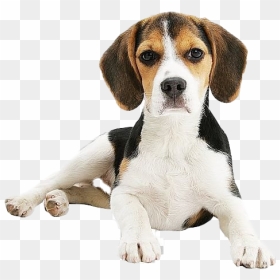 Beagle Png Clipart - Beagle, Transparent Png - beagle png