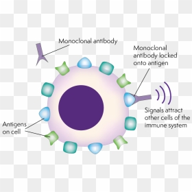 Shaped Monoclonal Antibodies Locking On To The Antigens - Monoclonal Antibody Therapy, HD Png Download - antibody png