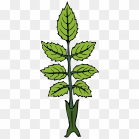 Draw A Mint Plant, HD Png Download - mint leaves png