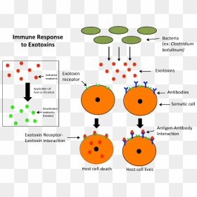Immune Response To Exotoxins - Exotoxin, HD Png Download - antibody png