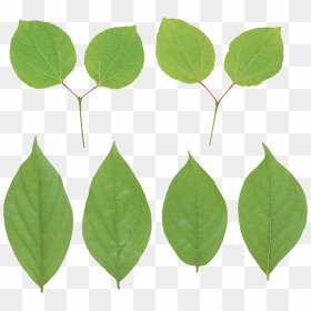 Lemon Png Leaf - Portable Network Graphics, Transparent Png - mint leaves png