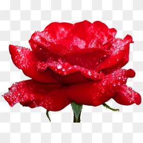 Most Beautiful Flowers In The World Roses, HD Png Download - rosas rojas png