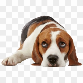 Beagle Png Free Image - Beagle Png, Transparent Png - beagle png
