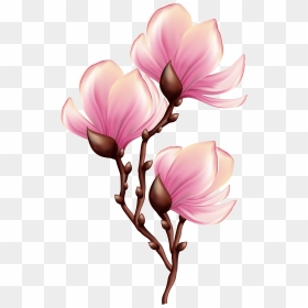 Beautiful Blooming Branch Transparent - Blooming Flower Clipart, HD Png Download - magnolia png