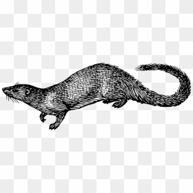 Mongoose Clip Art, HD Png Download - indian feather png