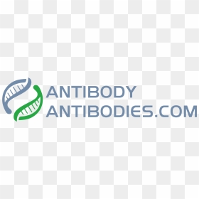 Graphics, HD Png Download - antibody png