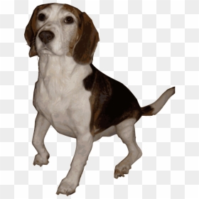 Beagle Medium Version - Beagle Png, Transparent Png - beagle png