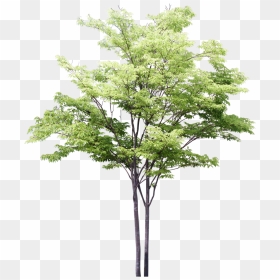 Tree Watercolor Png, Transparent Png - aspen tree png