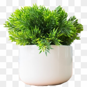 Plants To Keep On Office Desk, HD Png Download - christmas greenery png