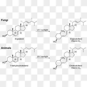 Vitamin D Biosynthesis, HD Png Download - vitamin png