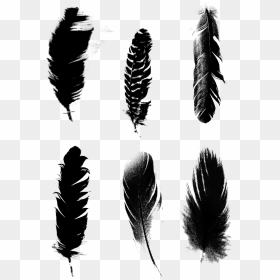 Black Feathers Commercial Minimalist Png และ Psd - Minimallist Png, Transparent Png - black feathers png