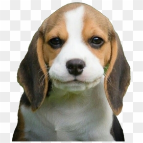 Beagle Dog Puppy Png - Beagle-harrier, Transparent Png - beagle png