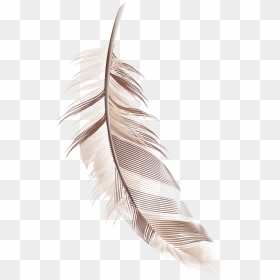 Cartoon Feather Material Png Download - Feather Cartoon Png, Transparent Png - black feathers png