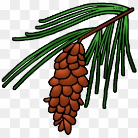 Pine Tree Clipart State - White Pine Maine State Flower, HD Png Download - pine cones png