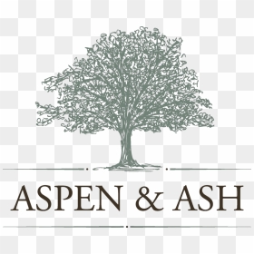 Aspen And Ash - Veritas International Business School, HD Png Download - aspen tree png