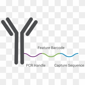 Image Containing A Schematic Depiction Of An Antibody - Antibody Schematic, HD Png Download - antibody png