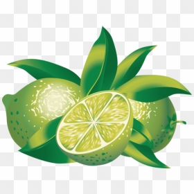 Clip Art Of Citrus - Limes Clipart, HD Png Download - limes png