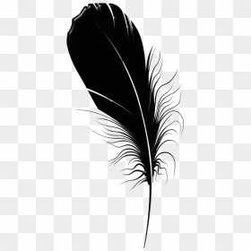 Clip Art, HD Png Download - black feathers png