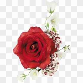 8 Flores Para Photoshop Png Images - Feliz Cumpleanos Quotes, Transparent Png - rosas rojas png