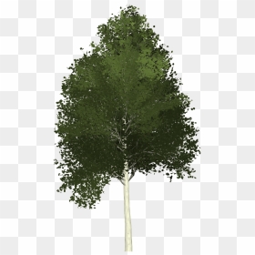 Aspen Tree Painted Tree Free Photo - Aspen Tree Transparent Background, HD Png Download - aspen tree png