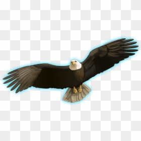 Indian Spirit™ - Bald Eagle, HD Png Download - indian feather png