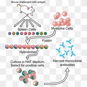 Monoclonal Antibody Production, HD Png Download - antibody png