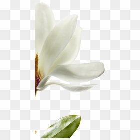 We Have Selected Magnolia That Is Native To Southwest - Magnolia, HD Png Download - magnolia png