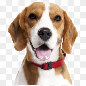 Beagle Chihuahua Mix Png - Beaglier Png, Transparent Png - beagle png