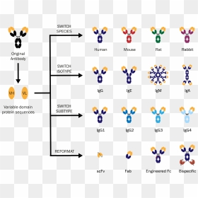 Isotype Switching Antibodies, HD Png Download - antibody png