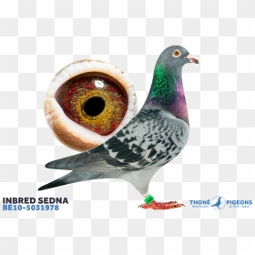 Typical Pigeons, HD Png Download - palomas png