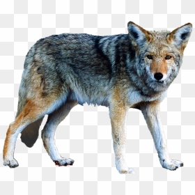 Thumb Image - Serigala Png, Transparent Png - lobo png