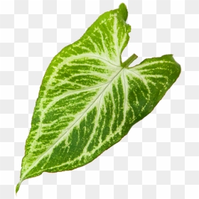 Syngonium Glo Go - Xanthosoma, HD Png Download - vine texture png