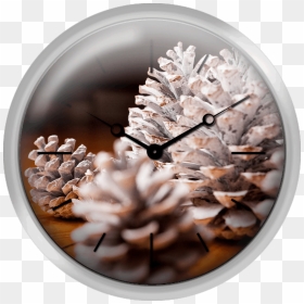 Close Up Of Painted Pine Cones - Wall Clock, HD Png Download - pine cones png