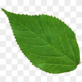Leaf Background Image Png, Transparent Png - aspen tree png