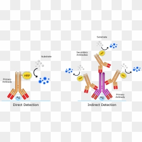 Graphic Design, HD Png Download - antibody png
