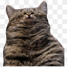 #cat #fatcat #tinyface #funny #cat #animal #fluffy - Funny Cat Transparent Background, HD Png Download - fat cat png