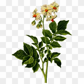This Free Icons Png Design Of Potato Plant , Png Download - Transparent Potato Plant Png, Png Download - flower plant png