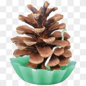 Pine Cone Fire Starters - Pinecone Fire Starter, HD Png Download - pine cones png