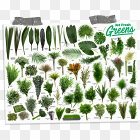 Fresh Flower Greens, HD Png Download - christmas greenery png