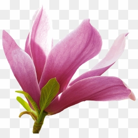 Lily, HD Png Download - magnolia png