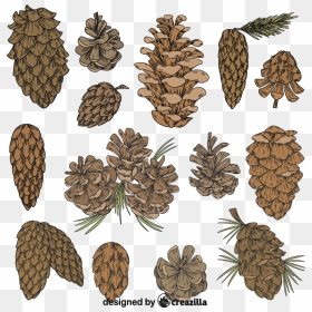 Set Of Pine Cone Vector - Pine, HD Png Download - pine cones png