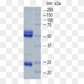 Plastic, HD Png Download - antibody png