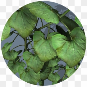 Aquatic Plant, HD Png Download - ivy texture png
