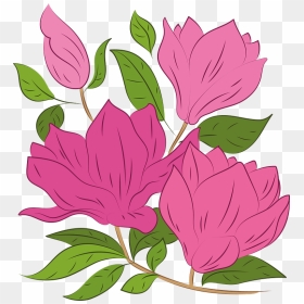 Magnolia Clipart - Rosa Glauca, HD Png Download - magnolia png