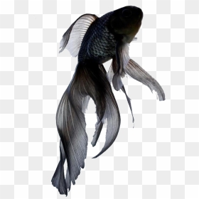 Black Fantail Goldfish, HD Png Download - betta fish png