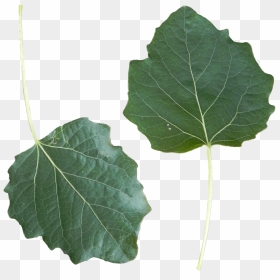 Populus Alba Leaf Front Side - Wikimedia Commons Leaf, HD Png Download - aspen tree png