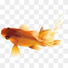 Goldfish Png Transparent Clip Art Image, Png Download - betta fish png
