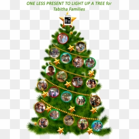Christmas Tree Tabitha - Christmas Tree, HD Png Download - xmas tree png